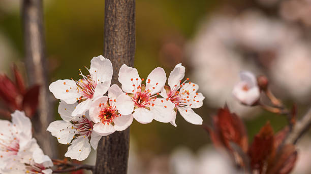 prunus cerasifera ramo com flores e folhas. - transperancy imagens e fotografias de stock