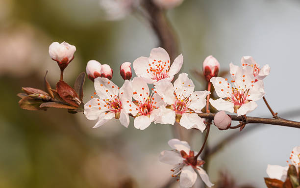 prunus cerasifera ramo com flores e folhas. - transperancy imagens e fotografias de stock