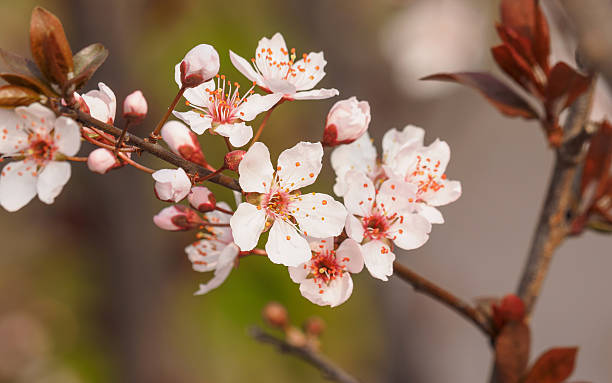 prunus cerasifera galho com flores e folhas. - transperancy - fotografias e filmes do acervo