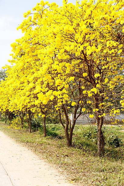 istock Yellow tabebuia flower blossom 517183892