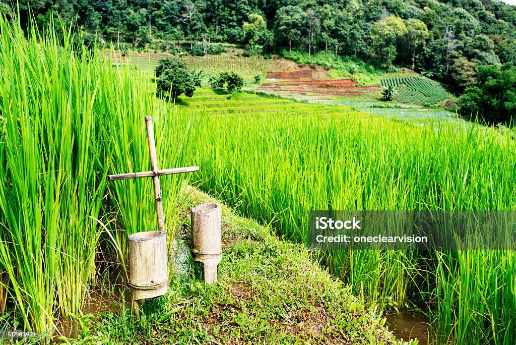 Rice Close Up Terraced rice fields close up. Dirt Stock Photo