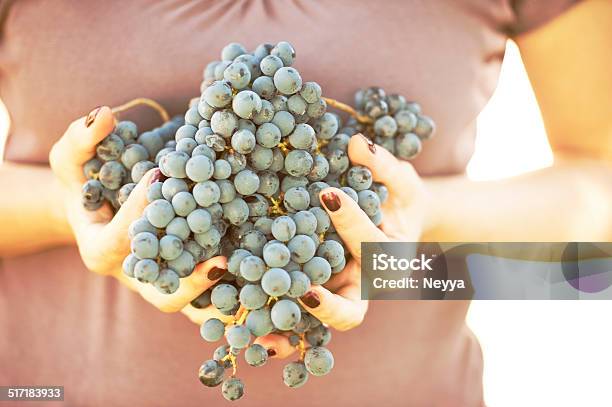 Red Grapes In Female Hands Stock Photo - Download Image Now - Agriculture, Cabernet Sauvignon Grape, Copy Space