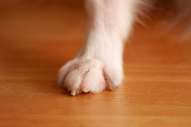 istock Dog Chihuahua close the leg 517184348