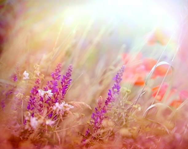 istock Beautiful purple flower in meadow 517184423
