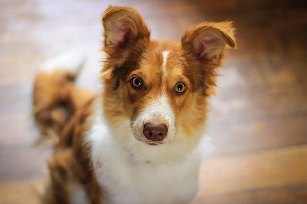 istock Awesome cuteness in a dog. 517184615