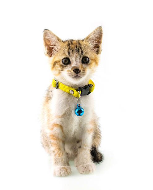 istock Cat with yellow collar on isolated background 517185182