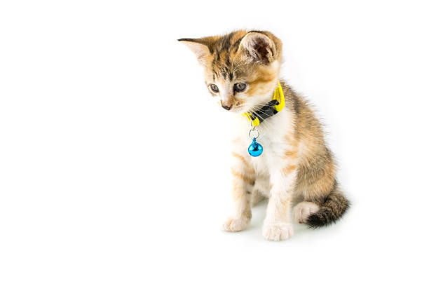 istock Cat with yellow collar on isolated background 517185208