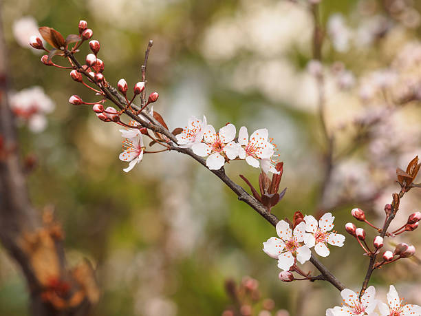 prunus cerasifera ramo com flores e folhas. - transperancy imagens e fotografias de stock