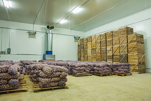 istock potato in storage house 517185463