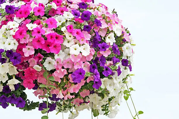 Hanging basket overflowing with colorful Petunia blooms