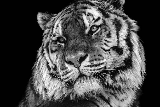 istock Bold contrast black and white tiger face close-up 517185596