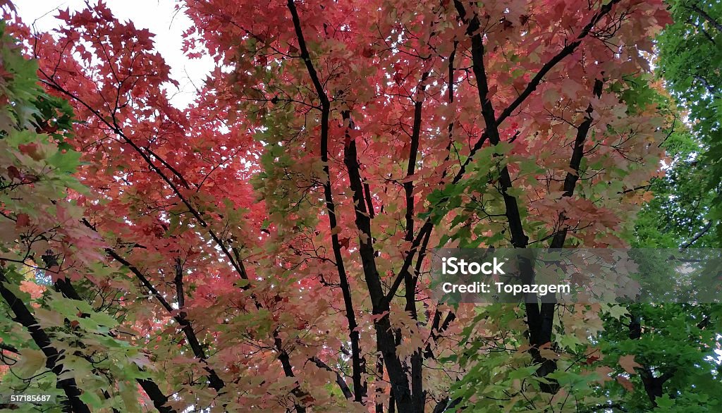 Autumn Leaves Colorful Autumn Leaves on Tree Autumn Stock Photo