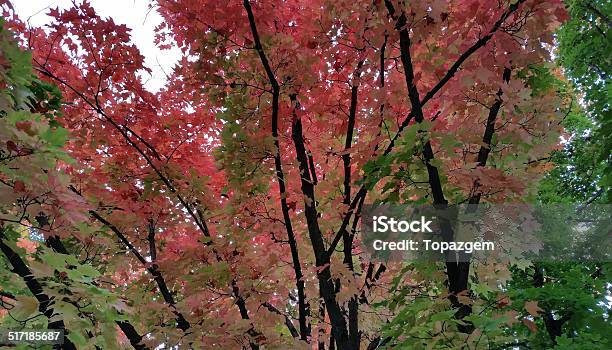 Autumn Leaves Stock Photo - Download Image Now - Autumn, Backgrounds, Beauty