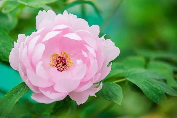 Pink peony flower isolated on backgrounds of green leaves.