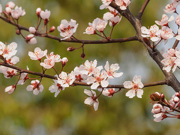 prunus cerasifera ramo com flores e folhas. - transperancy imagens e fotografias de stock