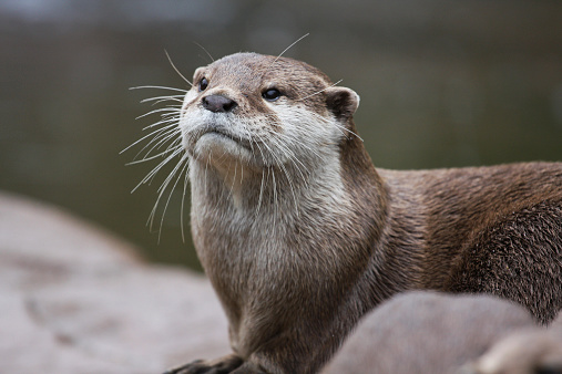 Eurasian Otters at the zoo.