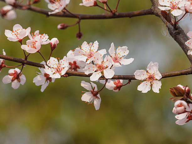 prunus cerasifera ramo com flores e folhas. - transperancy imagens e fotografias de stock