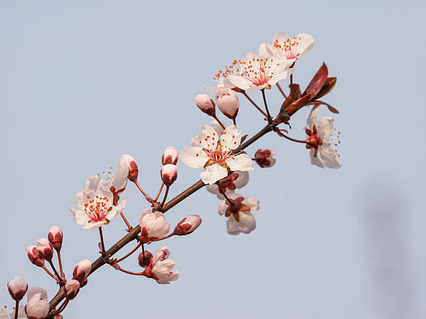 prunus cerasifera galho com flores e folhas. - transperancy - fotografias e filmes do acervo