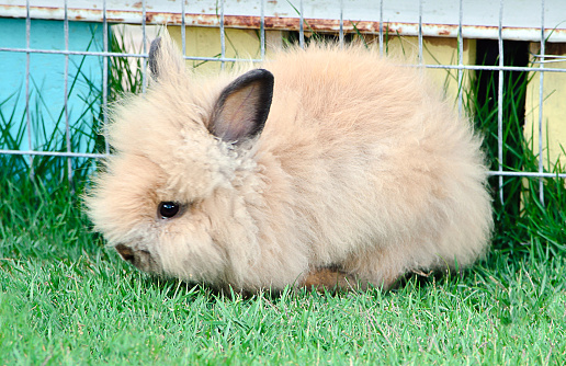The domestic brown rabbit on animal farm, Selective focus