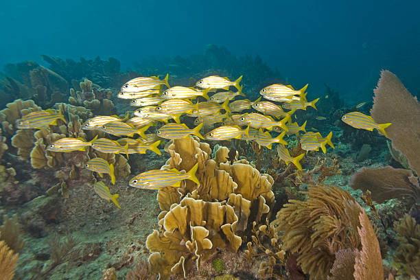 istock School of Tropical Grunts 517186341