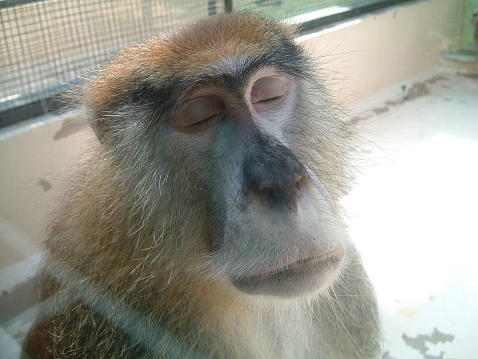 Monkey has been meditating quietly with his eyes closed. It seems to be human like. Or would nap?