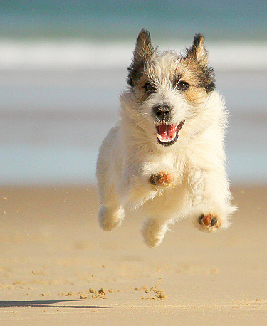 Pure bred wire hair/ rough coated Jack Russell Terrier dog, at the beach running towards the camera, all 4 legs are in the air, dog is happy and is smiling, looks like it is flying.