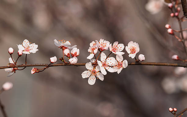 prunus cerasifera ramo com flores e folhas. - transperancy imagens e fotografias de stock