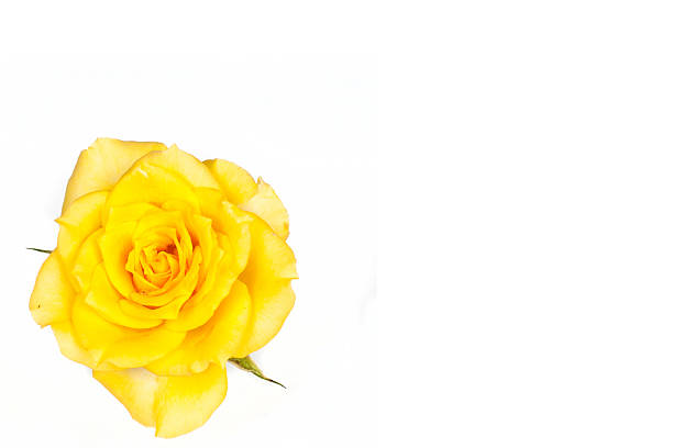 istock beautiful yellow rose with leaves isolated on white background 517187453