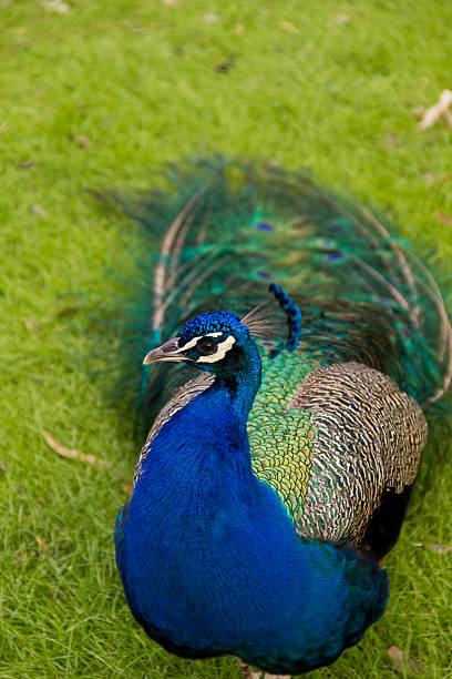 istock The Peacock of the castle. 517187507