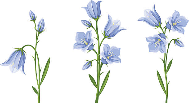 ilustraciones, imágenes clip art, dibujos animados e iconos de stock de bluebell flores. ilustración de vectores. - campánula