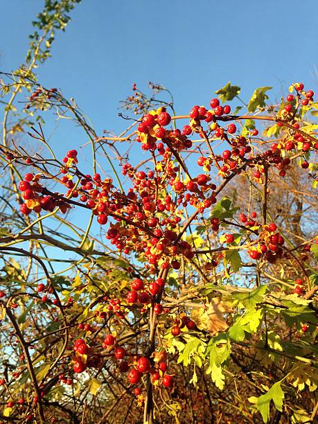 Celastrus Orbiculatus (Oriental Bittersweet) Plant with Red Seeds. Celastrus Orbiculatus (Oriental Bittersweet) Plant Branches with Red Seeds in Bright Sunlight at Branch Brook Park in Newark, NJ in Fall. bittersweet berry stock pictures, royalty-free photos & images