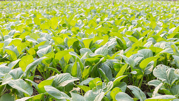 istock vegetable garden, bog choy 517188814