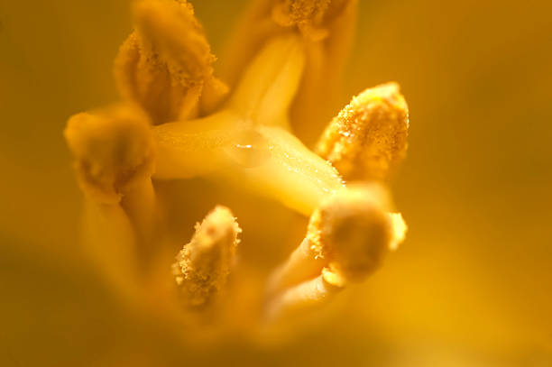 istock Stamens-organ of flower 517188904