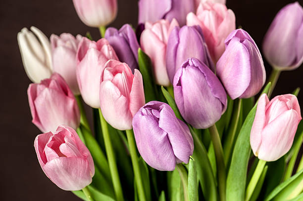 istock Colorful tulips close-up 517190170