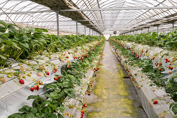 istock Strawberry cultivation in plant 517190232