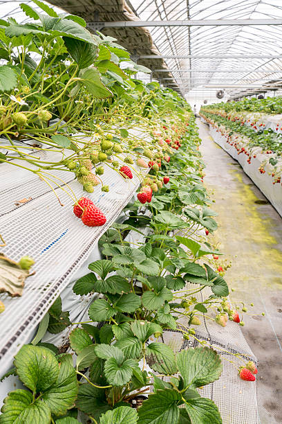 istock Strawberry cultivation in plant 517190536