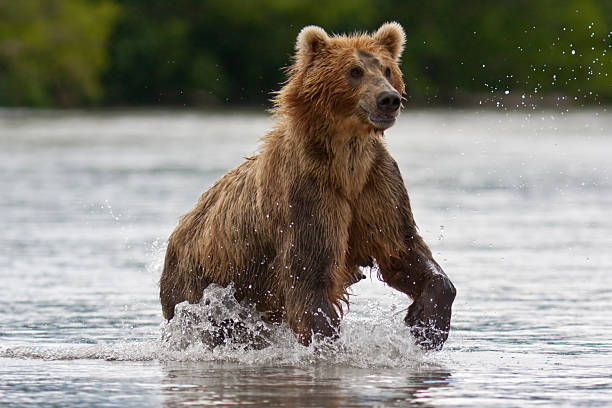 istock The brown bear fishes 517192036