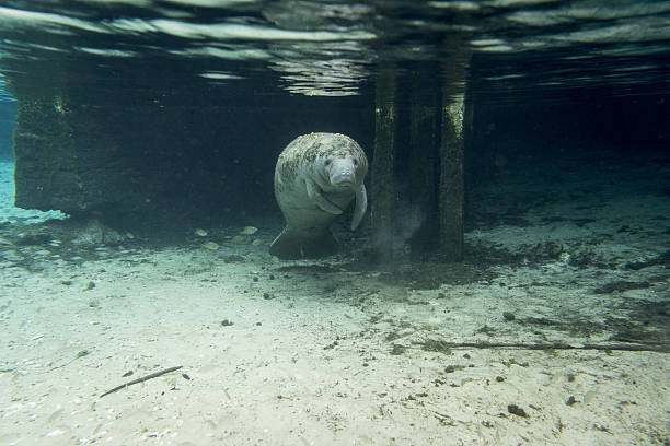 istock West Indian Manatee in the Hunter Springs. 517192690