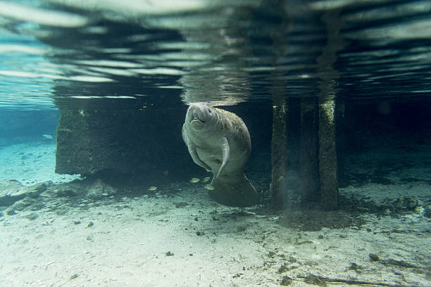 istock West Indian Manatee surfacing to breath 517192950