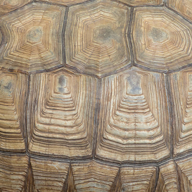 istock Texture of Sulcata Tortoise carapace 517193050