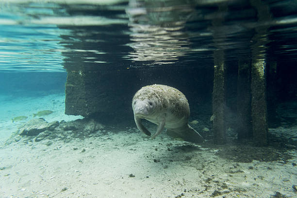 istock West Indian Manatee floating in water. 517193208