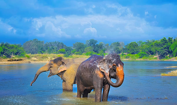 Cute Asian elephants blowing water out of his trunk stock photo