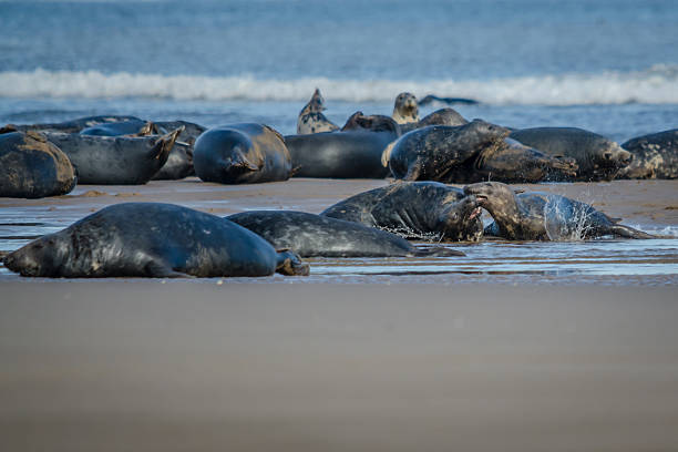Fighting Atlantic Grey Seals stock photo