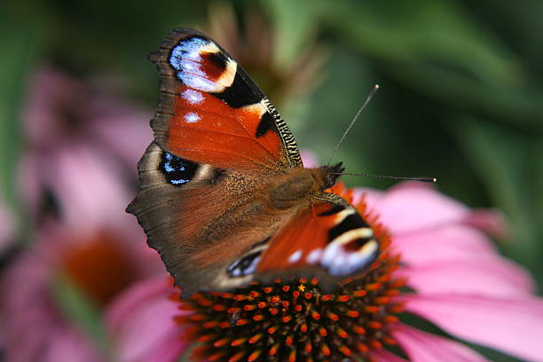 istock Peacock butterfly feeding on purple flower 517195185