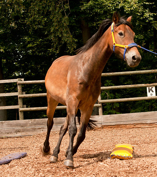istock Horse on the lunge in dual activation 517195745