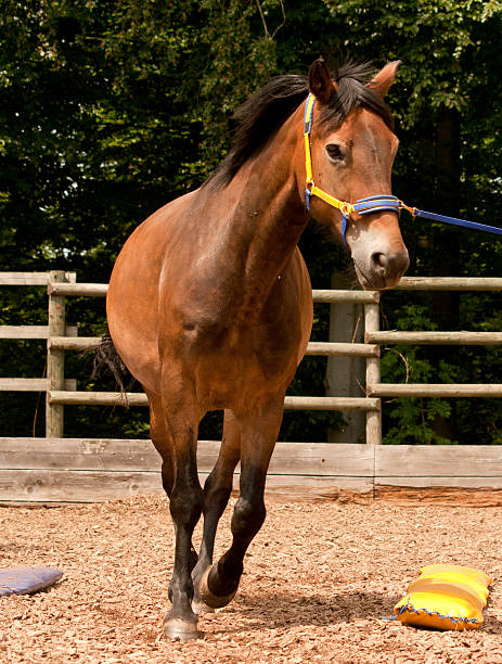istock Horse on the lunge in dual activation 517195767