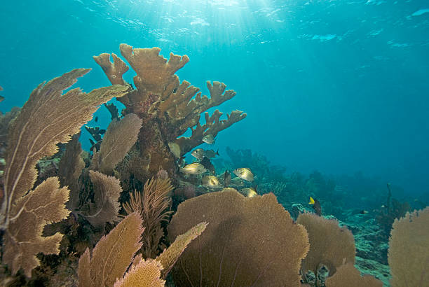 istock Sea Fans in the Sunlight 517196089