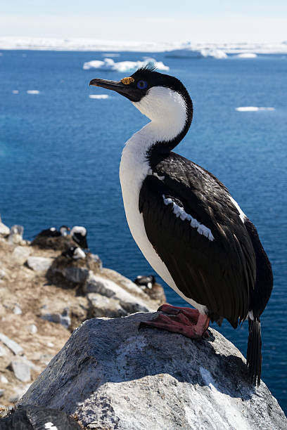 istock Antarctic blue-eyed cormorant sitting on a rock 517196813