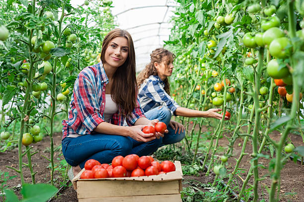 istock Young smiling agriculture women worker 517196877