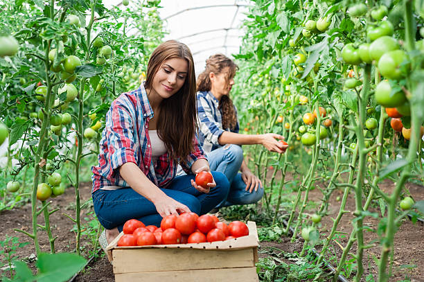 istock Young smiling agriculture women worker 517196879